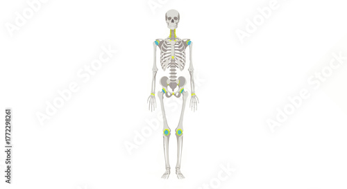 A 2D illustration of a human skeleton with highlighted joints on a white background.