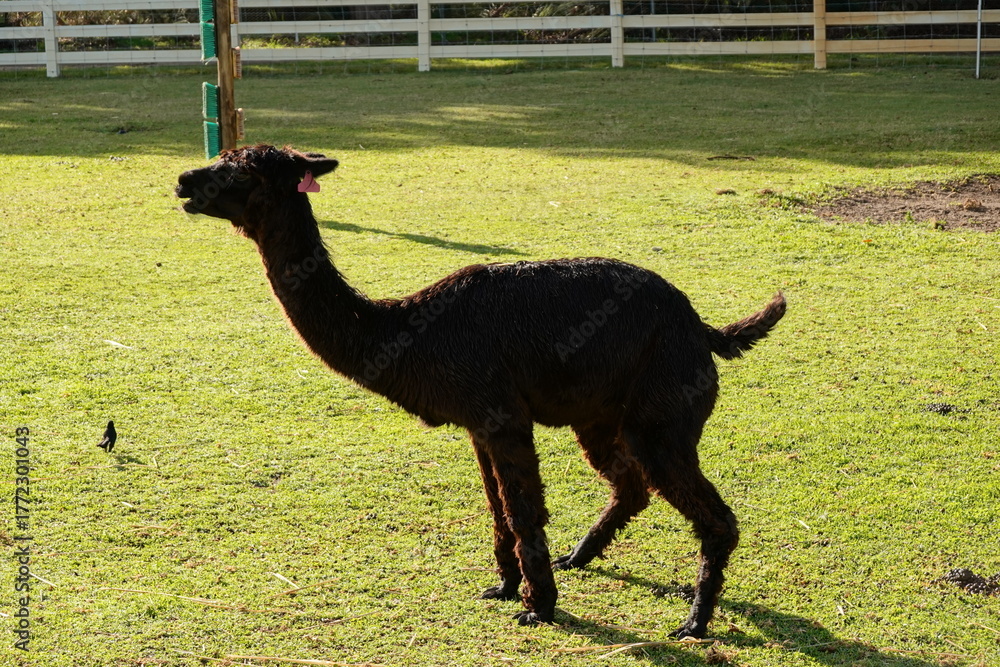 Fototapeta premium llama standing in the grass
