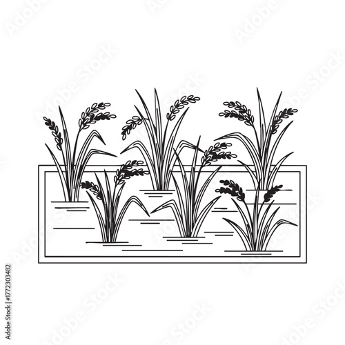 Rice Plant Outline in Agricultural Field