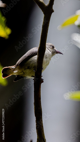 little bird on branch