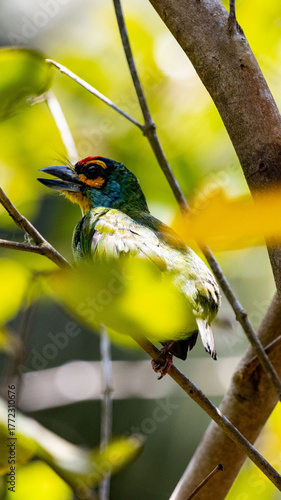 green bird behind leaves, colorful bird 