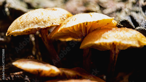 mushrooms in the woods