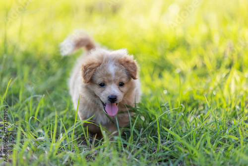 Cute brown puppy running happily through green grass in the sunlight. A playful and heartwarming moment capturing the joy, innocence, and energy of a young dog outdoors.