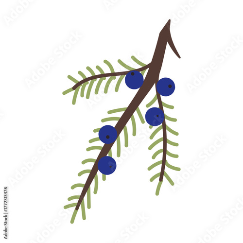 Juniper sprig with berries on a white background. Vector illustration.
