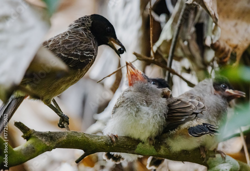 bird feeding to child bird, little birds with mom 
