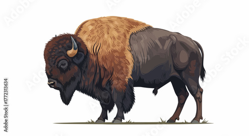 Illustration of a bison standing on grass with a brown mane and dark brown fur on a white background