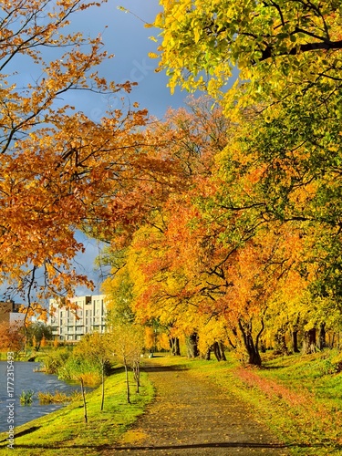 Foto The Svisloch embankment with trees with bright yellow leaves in autumn