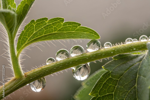 Fotografía macro de una planta de stevia