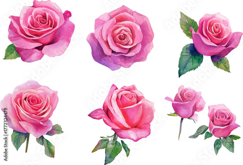 watercolor set of hot pink roses flowers