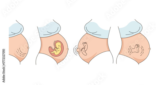 Pregnancy stages illustrated with belly shape and babys growth