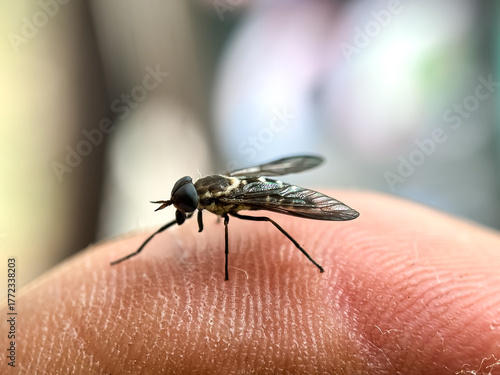 Horse flies land on the human body, horse flies of the Tabanidae family