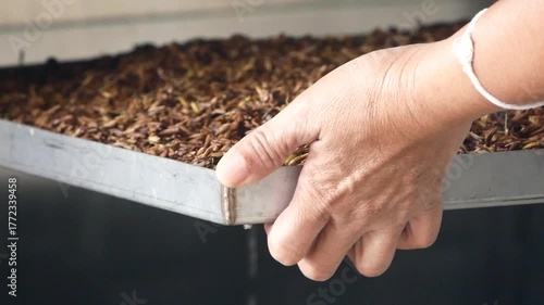 Close-up shot of a farmer's hand holding a tray filled with rice grains being dried as part of organic farming or seed preparation process. Perfect for agricultural, organic food, and rural lifestyle 