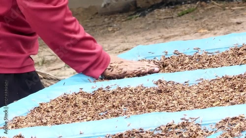 A farmer drying organic brown rice on a blue tarp under sunlight. Part of the traditional process in Thai organic rice production and sustainable farming. Showcasing rural life and organic agriculture
