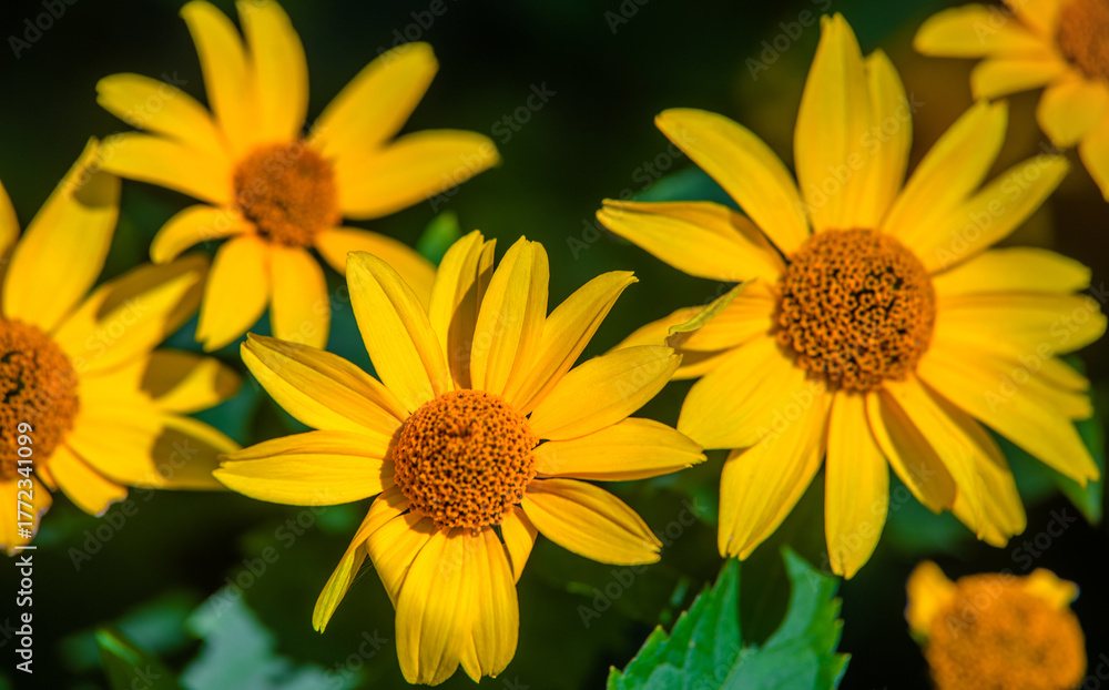 Fototapeta premium Yellow daisies grow in the meadow in summer 