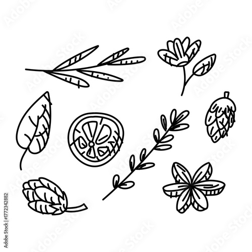 Hand-drawn sketch of various spices and herbs. Dried rosemary, lemon, hops, flowers, pine cones, and leaves for crafting. DIY. Set of black and white illustrations for food packaging and menus.