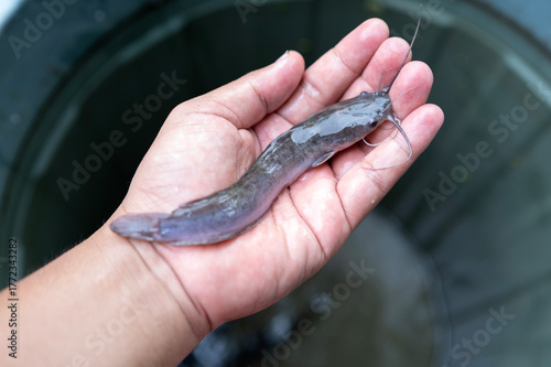 Catfish are lifted by hand, the harvest of farmed catfish in buckets or mini aquaponics systems. 
