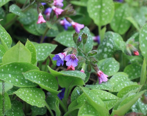 Pulmonaria officinalis, common name lungwort or Mary's tears. Pink and blue flowers of common lungwort in spring.