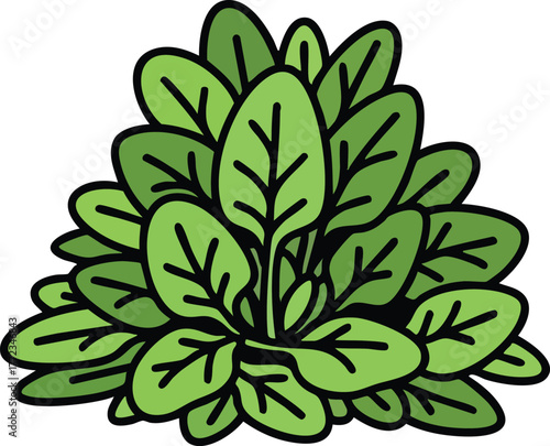 Green Spinach Plant Isolated On White Background Detailed Illustration