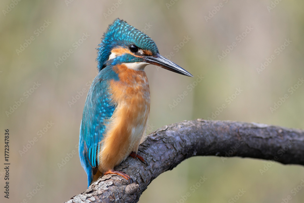 Fototapeta premium kingfisher, Alcedo atthis. The bird sits on a branch, the wind has ruffled the feathers on its head