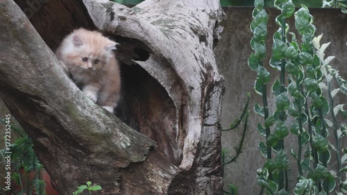 Fluffy orange kitten sitting outdoors on wooden stump, cute pet in natural garden