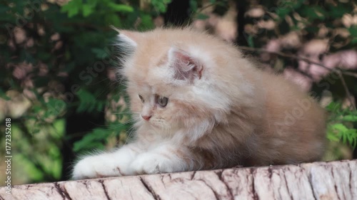 Fluffy orange kitten sitting outdoors on wooden stump, cute pet in natural garden