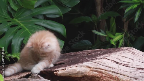 Fluffy orange kitten sitting outdoors on wooden stump, cute pet in natural garden