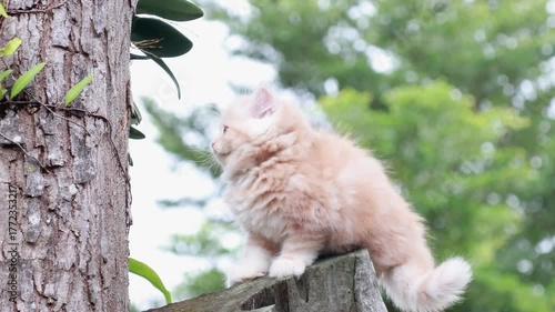 Fluffy orange kitten sitting outdoors on wooden stump, cute pet in natural garden