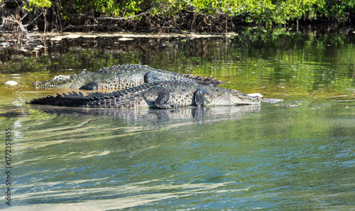 crocodiles in the water in Huatulco Bay