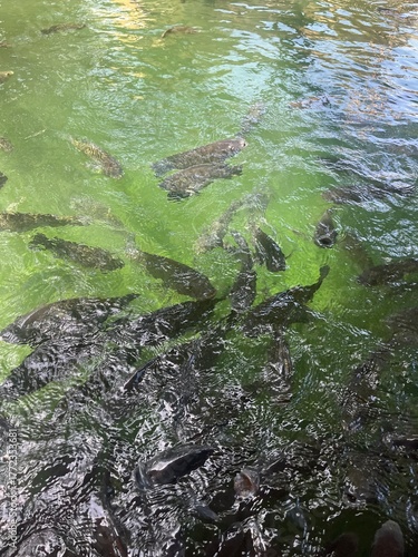 Many fish swimming in green-tinted water
