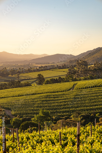 Vineyard landscape at sunset. Stellenbosch, South Africa. vine grapes rows. Wine farm. 