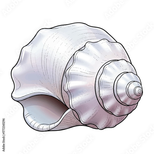 Sophisticated seashell artwork showing smooth forms and pearlescent details.
