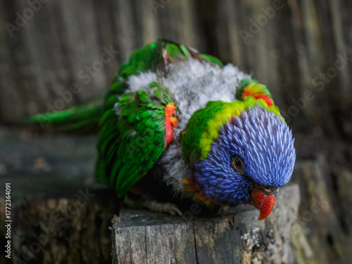 фотографія Mountain lorikeet on a tree stump with plucked feathers in an outdoor aviary