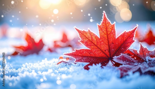 Maple Leaf in Winter Snow