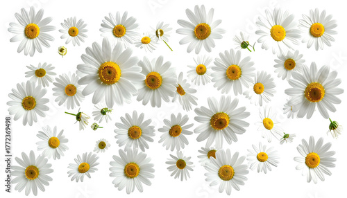 Many bright white daisies with yellow centers scattered across black
