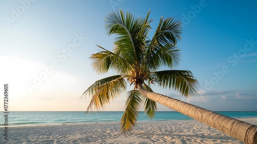 Fototapeta Naklejka Na Ścianę i Meble -  A solitary palm tree leans gracefully over a pristine white sand beach towards the tranquil turquoise ocean under a clear blue sky