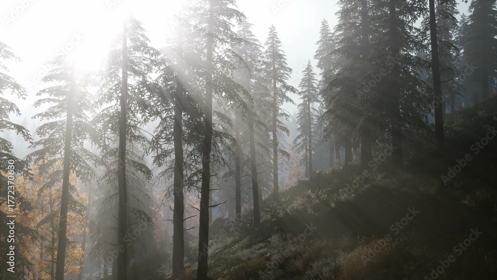 Fototapeta premium Soft beams of sunlight pierce the dense mist among towering pine trees, creating a serene and magical atmosphere in the forest during early morning hours.