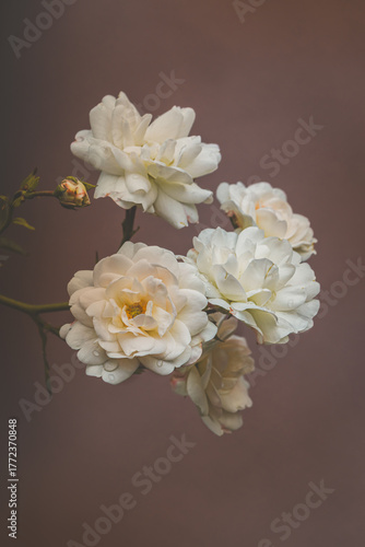 Roses in the garden on a blurred background on a sunny July day. Summer time .