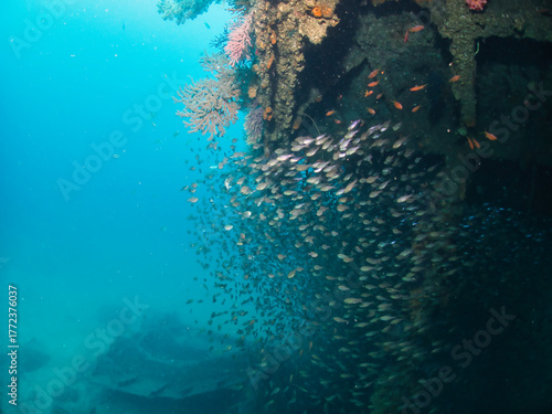 Wreck covered colorful soft coral