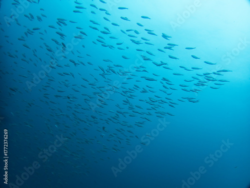 Looking up School of anchovy