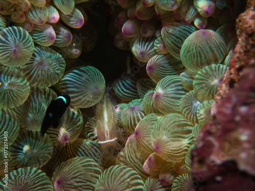 Ornate shrimp with sea anemone