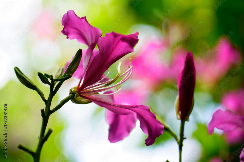 Fototapeta premium Vibrant Pink Flower with Delicate Petals Against Green Background