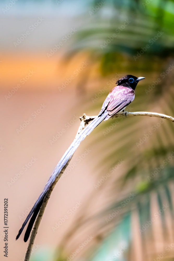 Obraz premium The Japanese Paradise-flycatcher on a branch