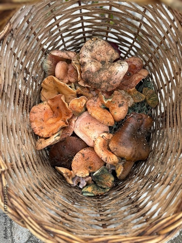 Leon, Viajes y Setas