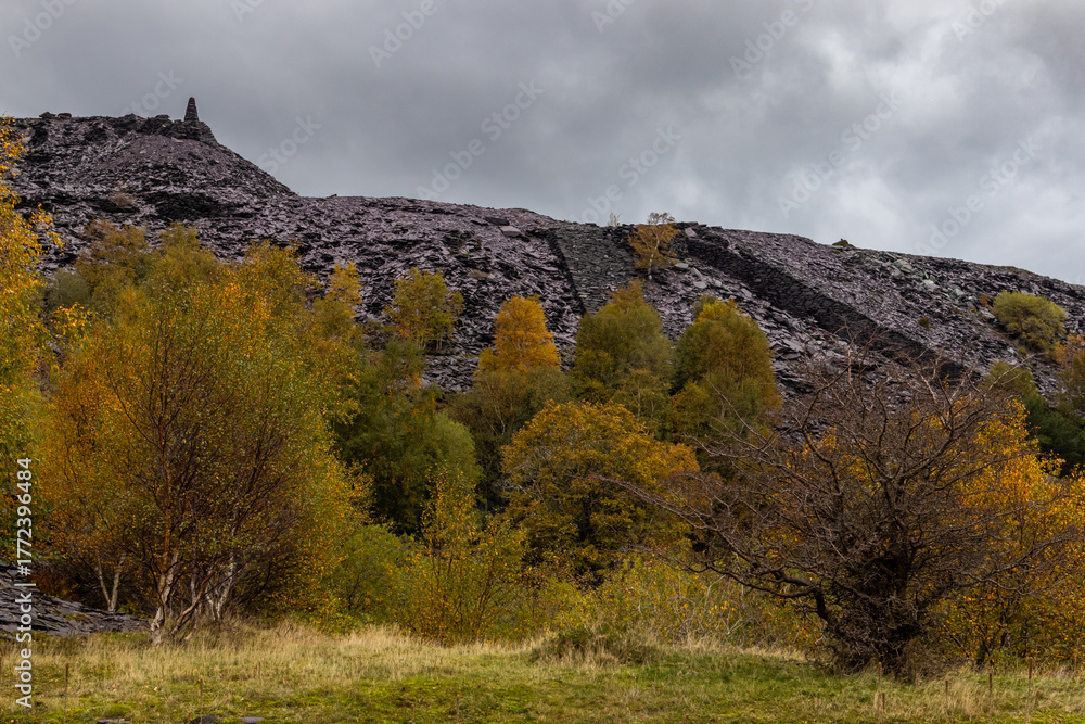 Obraz premium Golden silver birch trees growing among dark slate spoil heaps under a moody sky at Glynrhonwy Quarry, showing the contrast between natural regeneration and industrial remains