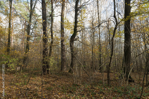 Quiet Autumn Woods Landscape