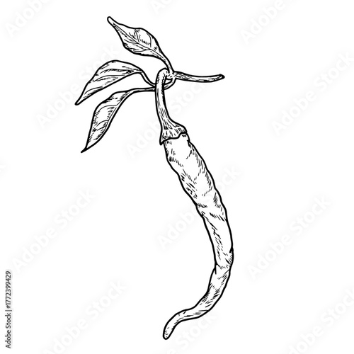 Hot pepper, chili on a sprig with leaves, black and white sketch. Vector illustration. Fresh farm vegetables isolated on white background. The theme of healthy eating, sustainability and vegetarianism