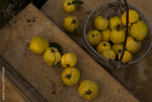 basket of  big quince