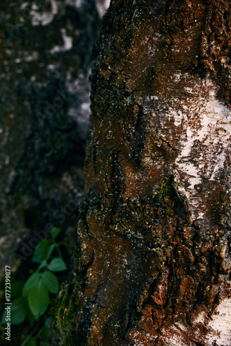 The last sunlight paints the tree bark in shades of gold and green.
