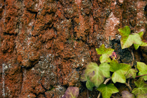 Warm evening tones highlight the layered bark and green ivvy leaves of a beech tree.