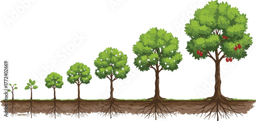 Tree growth stages illustration, seedling to mature fruit tree, plant life cycle, root system development, environmental education, biology concept, nature growth, agriculture learning